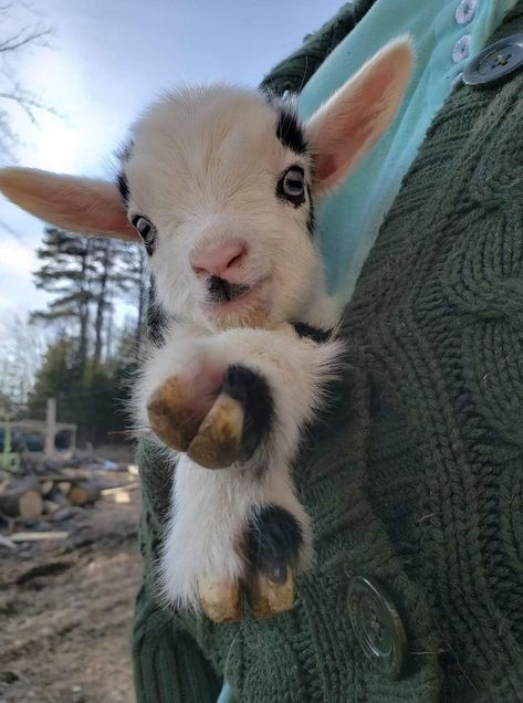 Baby Goats Aesthetic, Goat Aesthetic, The Simple Wild, Cute Goat, Baby Farm Animals, Baby Goat, Cute Goats, Little Animals