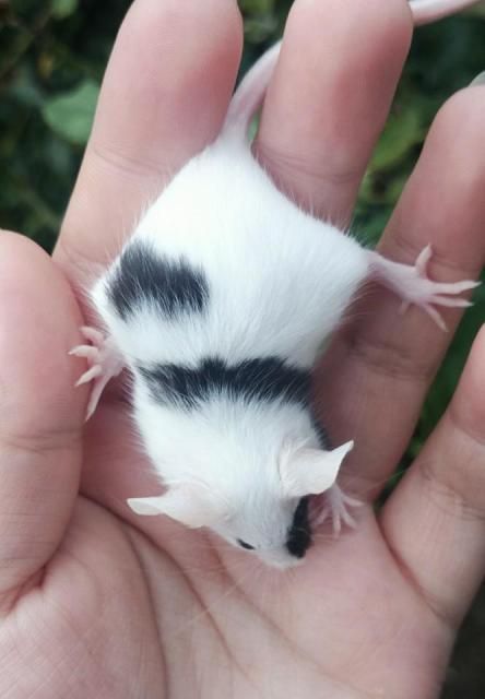 Black Piebald Fancy Show Mouse Mouse Pet, Fancy Mouse, Baby Rats, Rat Toys, White Mouse, Pocket Pet, Pet Mice, Cute Rats, Mouse Rat