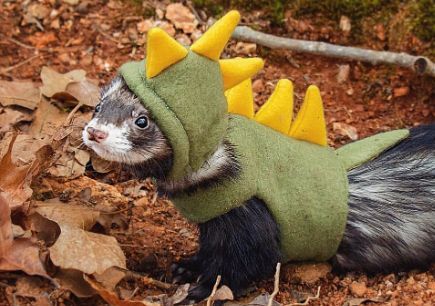 Ferret Outfits, A Ferret, Ferret, Pet, Yellow, Green