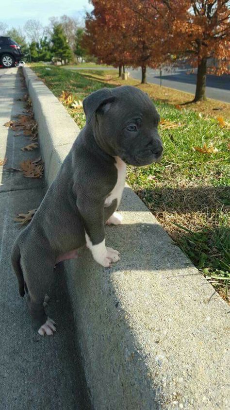 Regnul Animal, Baby Animals Pictures, Pitbull Puppies, Pit Bulls, Cute Dogs And Puppies, Cane Corso, Pitbull Dog, Cute Animal Pictures