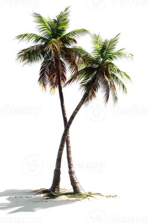 Twin coconut palm tree, isolated against a transparent background Coconut Palm Tree, Coconut Palm, Tree Saw, Wedding People, Heart Tree, Coconut Tree, Cityscape Photos, Nature Backgrounds, Heart With Arrow