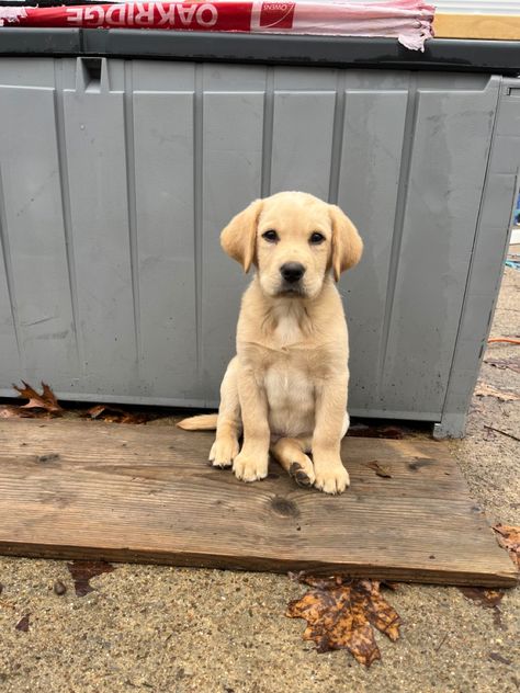 Yellow lab puppy at 9 weeks Yellow Labrador Retriever Puppy, Yellow Lab Aesthetic, Cute Labrador Puppies, Yellow Labrador Puppy, Yellow Lab Puppy, Yellow Lab Puppies, Cute Labrador, Labrador Puppies, Yellow Labs