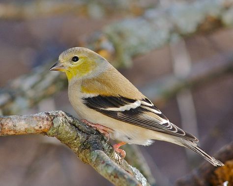 American Goldfinch female.  Visited March 2014 Goldfinch Photography, Planet Images, Blue Canary, Goldfinch Bird, American Goldfinch, Bird Photos, Image Archive, Goldfinch, Bird Pictures