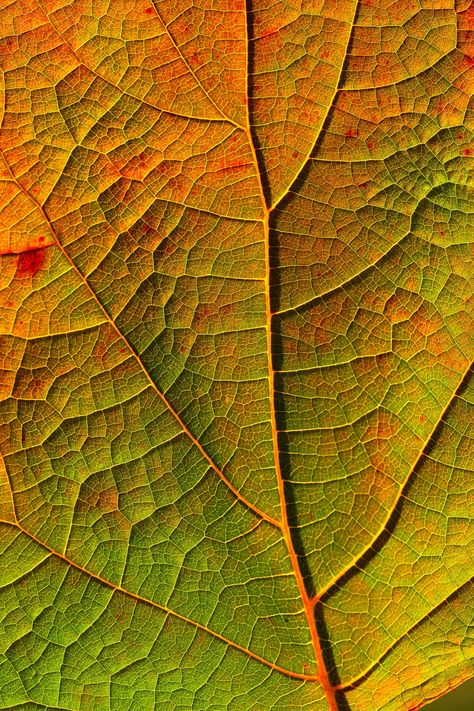 Leaf Aesthetic, Leaf Veins, Wallpaper Autumn, Leaf Images, Autumn Leaf, Fall Wallpaper, Free Photo, Green And Orange, Free Photos