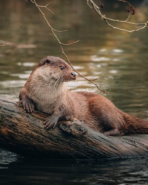 River Otter on Brown Tree Trunk · Free Stock Photo River Otter, River Fishing, Wild Creatures, Animal Species, Get Outdoors, Sea Animals, Brown Bear, Otters, Wildlife Photography