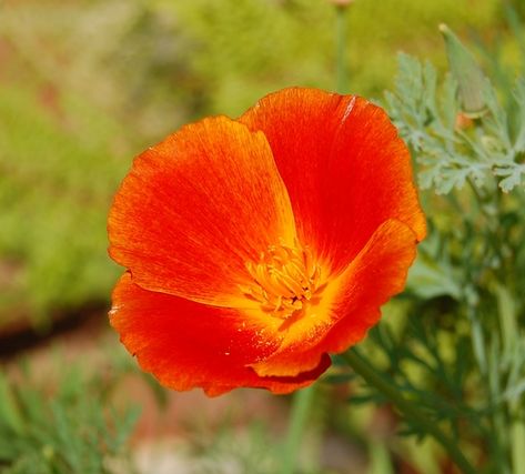 Californian Poppies, Californian Poppy, Paintings Nature, Garden Picture, Watercolor Paintings Nature, Tropical Punch, Garden Pictures, California Poppy, Poppy Seeds