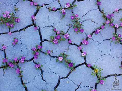 Yo imgur, I heard you like flowers 'n nature 'n shit, so here's the Badlands in bloom. - Album on Imgur Flowers Growing, Desert Flowers, Land Scape, Never Give Up, Purple Flowers, Mother Nature, Colorful Flowers, Maui, Flower Power