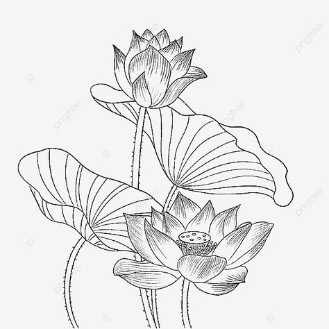 Lotus Embroidery Pattern, Lotus Leaves Drawing, Lotus Leaf Drawing, Lotus Leaf Illustration, Lotus Line Drawing, Lotus Sketch, Leaf Line Drawing, Lotus Outline, Drawing Leaf