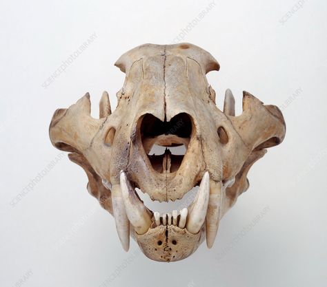 Lion skull - Stock Image - C051/5519 - Science Photo Library Skull Front View, Fig Drawing, Lion Skull, Panthera Leo, Lion And Lamb, Science Photos, Photo Library, Front View, Animal Drawings