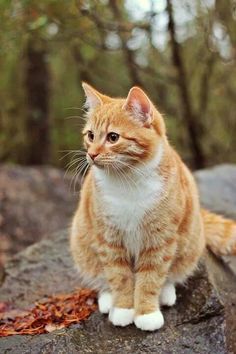 Söt Katt, Orange Tabby Cats, Orange Cats, Cute Cat Gif, Cat Photography, Ginger Cats, Cute Cats And Kittens, Cute Kittens, Pretty Cats