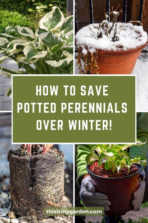 A collage of images including a potted hosta plant, a plant pot that has a dead plant in and covered in snow, a root ball from a potted plant, and a small hosta plant in a small container. From thisismygarden.com. Perennials In Pots Over Winter, Moving Plants Inside For Winter, Potted Perrenials Container Garden, Winterize Outdoor Plants, Winter Flower Baskets, Covering Plants For Winter, Perennials In Pots Container Garden, Over Wintering Plants, Potted Perennials Planters