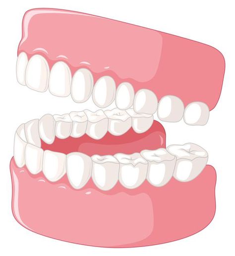 Tooth Poster, Dental Crown Procedure, Teeth Diagram, Dental Stickers, Tooth Anatomy, Dental Assistant School, Anatomy Chart, Teeth Model, Dentist Art