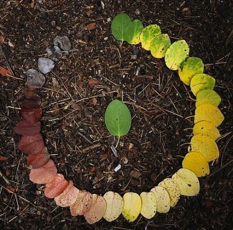 life cycle of a leaf - would be a cool project to frame Things Organized Neatly, Andy Goldsworthy, Cycle Of Life, Circle Of Life, Environmental Art, Land Art, A Circle, Life Cycles, Art Plastique