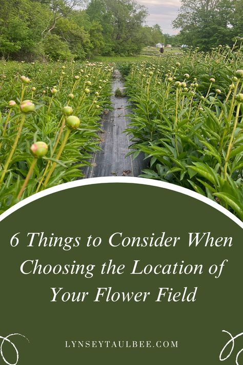 A field of peony plants ready to bloom Pick Your Own Flowers Farms, How To Start A Flower Farm, U Pick Flower Farm, You Pick Flower Farm, Starting A Flower Farm, Peony Farming, Flower Farm Layout, Flower Farm Design, Peony Farm