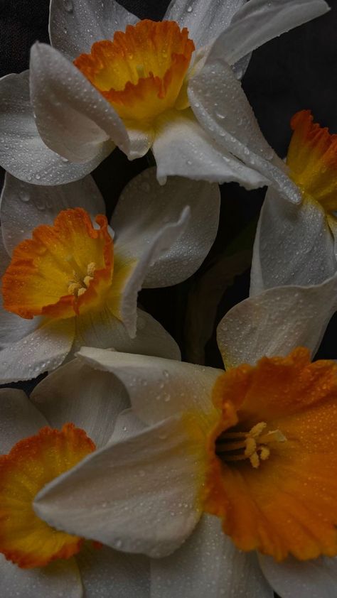 Narcissus Flower Wallpaper, Narcissus Flower Aesthetic, Narcissus Aesthetic, Narcissus Wallpaper, Aesthetic Easter Wallpaper, Narcissus Pseudonarcissus, Aesthetic Easter, Narcissus Flower, Easter Wallpaper