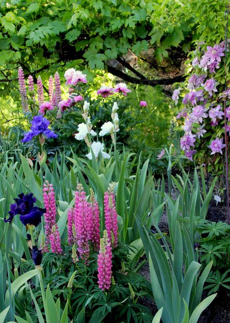 Tall Bearded Iris Gardens, Iris Flowers Garden, Landscaping Layout, Flower Garden Plans, Sun Garden, Iris Garden, Growing Tips, Bearded Iris, Iris Flowers