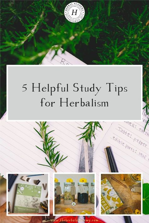 Herbal Medicine Study Notes, Herbal Study Sheet, Herb Journal, Apothecary Remedies, Medicinal Wild Plants, Herbal Academy, Herbal Education, Botanics Skin Care, Botanical Sketchbook