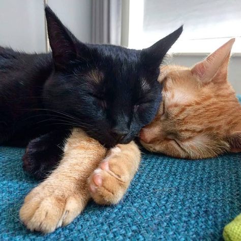 Black And Orange Cats Cuddling, Black And Orange Cats Duo, Orange And Black Cat Matching Pfp, Orange And Black Cat Duo, Black And Orange Cat Duo, Two Animals Together, 2 Cats Together, 2 Cute Cats, Animal Duos