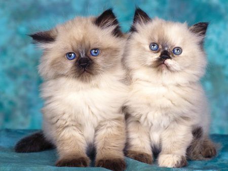 Two Cute Himalayan Kittens - Cats, Himalayan, Kitten Cutest Kitten Breeds, Himalayan Kitten, Kitten Breeds, Cats Playing, Ragdoll Kittens, Kitten Wallpaper, Himalayan Cat, Small Kittens, Söt Katt