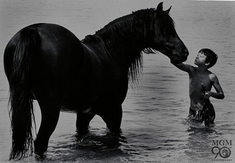 The Black Stallion The Black Stallion Movie, Black Stallion Movie, Black Stallion Horse, The Black Stallion, Kangaroo Rat, Untethered Soul, Horse Background, Horse Movies, Famous Horses