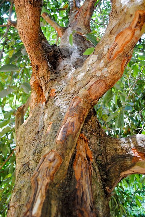 This is How Your Favourite Fruits and Vegetables Grow - Cinnamon | S.O.M.F Dry Tree, Spices And Herbs, Tree Bark, Growing Food, Trees And Shrubs, Growing Vegetables, Beautiful Tree, Fruit Trees, Fruits And Vegetables