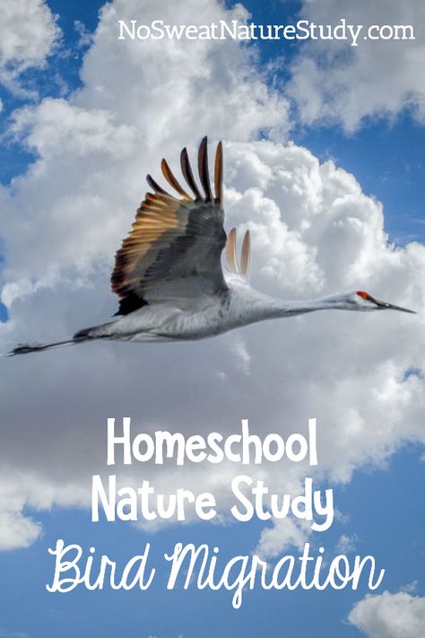 Homeschool Nature Study: Bird Migration Bird Migration Activities For Kids, Migration Activities For Kids, How Do Birds Fly, Migration Activities, Hibernation Migration Adaptation, Bird Study, Migrating Birds, Toddler Projects, Homeschool Nature Study