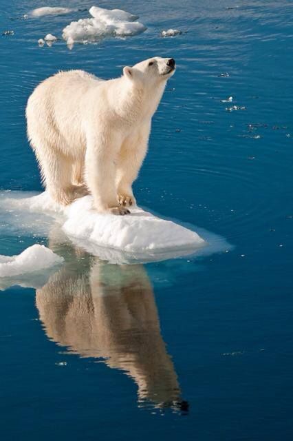 Polar Bear With Cubs, Polar Bear Photography, Polar Bear On Ice, White Polar Bear, Fan Photo, Arctic Animals, Bear Cubs, Bear Art, Polar Bears