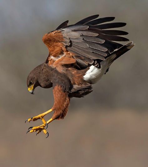 Harris Hawk Tattoo, Hawk Photography, Wild Birds Photography, Harris Hawk, Aigle Royal, Raptors Bird, Best Cameras, Eagle Pictures, Kestrel