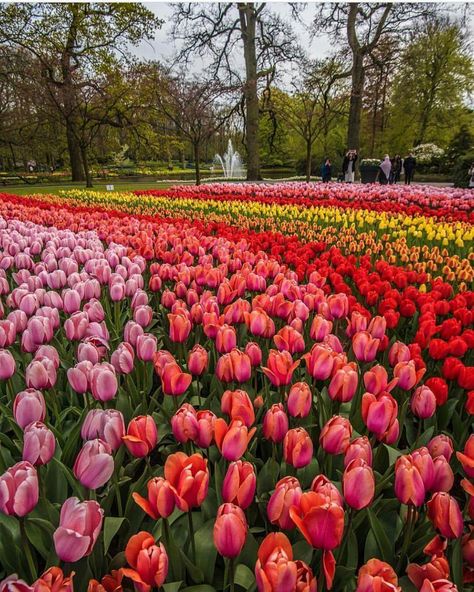 Tulips Tulip Garden Amsterdam, Amsterdam Tulips, Tulip Garden, Tulips Garden, Most Beautiful Gardens, Tulip Fields, Destination Voyage, Nature Aesthetic, Travel Insurance