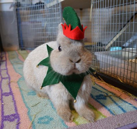 Are you ready for the holiday season? Get your cameras ready! You will definitely want to get a pic of your small pet in this elf costume!  The Guinea Pig Costumes, Pirate Costume Diy, Rabbit Halloween, Bunny Paws, Christmas Elf Costume, Rabbit Clothes, Rabbit Costume, Bunny Care, Horse Costumes