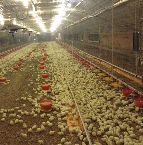 Broiler Chicken: What Is It? Breeds, Feed, Lifespan! Chicken House Diy, Poultry Farm Buildings, House Ventilation System, Chicken Zinger, Steak House Menu, Poultry Farm Design, Chicken Houses, Modern Farming, Meat Birds