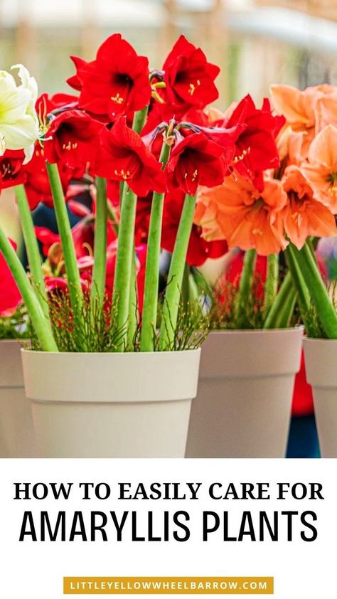 Want to learn how to plant, grow, and care for amaryllis plants? We've got you covered with our easy to use amaryllis plant care guide. Learn how to purchase the right amaryllis bulbs, plants amaryllis bulbs, how to care for amaryllis plants all year long, preventing pests and diseases in amaryllis plants, and more. If you want to add an amaryllis plant to your indoor house plants, this post is a must read! How To Care For Amaryllis Bulbs, Caring For Amaryllis, Amaryllis Planting Ideas, Orange Amaryllis, Amaryllis Care, Amaryllis Plant, Plant Care Guide, Indoor House Plants, Amaryllis Bulbs