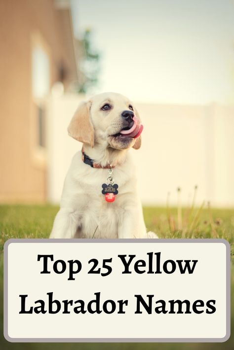 English Yellow Lab, Yellow Labs Dogs, Lab Puppy Names, Lab Puppies Yellow, Male Dog Names Unique, Golden Labrador Puppy, English Labrador Retriever, English Lab Puppies, Yellow Lab Names