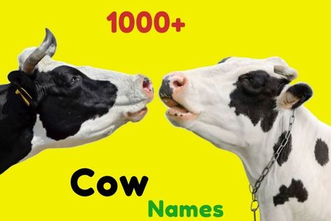 Cow Names Funny Cow Names, Cows Funny Cartoon, Cow Names, Disney Names, Sweet Cow, Cartoon Cow, Funny Names, Cows Funny, Cute Names