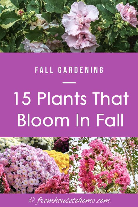 Ideas for perennials and shrubs to grow in autumn that will give your yard or garden landscape beautiful fall flowers. #fromhousetohome #fall #gardening #gardenideas #garde  #fallflowers #gardeningforbeginners Perennials Low Maintenance, Fall Flowers Garden, Fall Landscaping, Fall Perennials, Fall Gardening, Full Sun Plants, Best Perennials, Perennial Shrubs, Best Plants