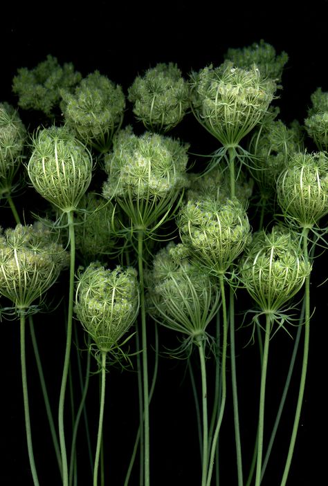 Lobelia Cardinalis, Daucus Carota, Queen Anne's Lace, Queen Annes Lace, Deco Floral, Pretty Green, Seed Pods, Arte Floral, Ranunculus