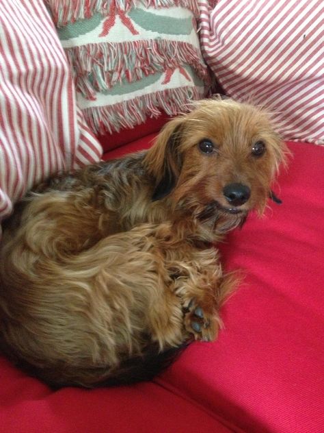 Terrier Mix Breeds, Yorkie Mix, Silky Terrier, Dachshund Mix, Terrier Mix Dogs, Cream Sandwich, Weenie Dogs, Amazing Dogs, Love Your Pet