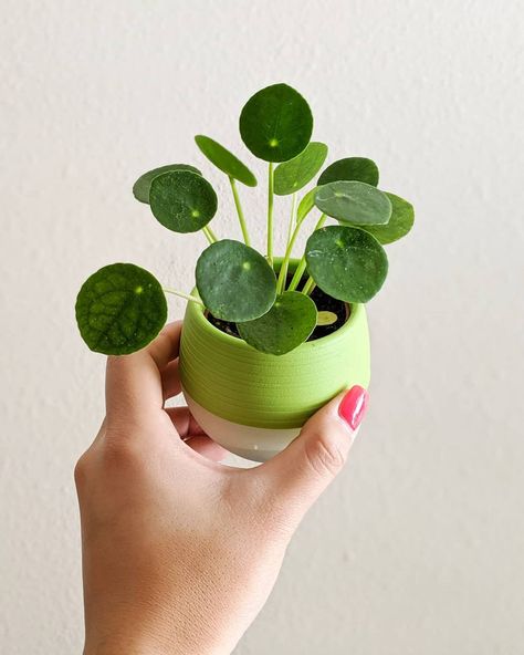 Small House Plants, Peperomia Plant, Asparagus Fern, Chinese Money Plant, Money Plant, Tiny Plants, Mini Plants, Plant Aesthetic, Tiny Spaces