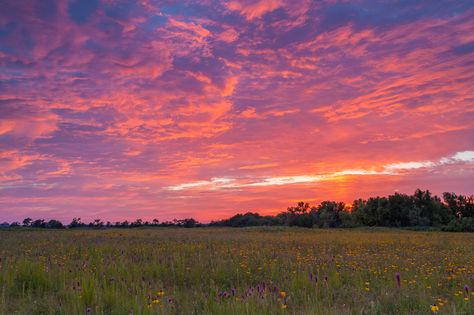 Hoksey Native Seeds – Native Prairie Grass and Wildflower Farm Prairie Planting, Sunset Pink, Fort Smith, Yellow Sky, Sky Landscape, Pretty Sky, Wildflower Seeds, Orange And Yellow, Light Photography