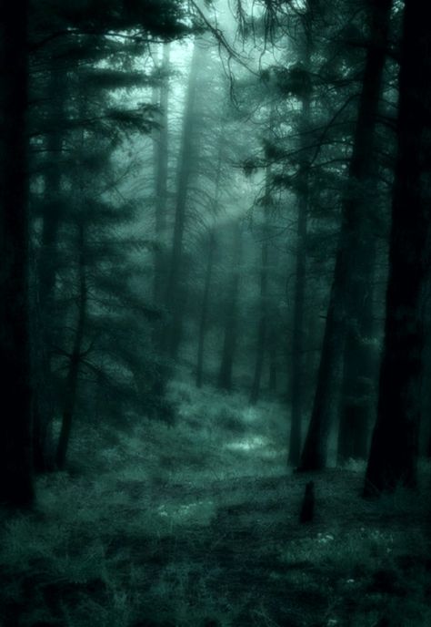 Twilight Filter, Oc Moodboard, Random Questions, Fairy Grunge Aesthetic, Dark Naturalism, Dark Forest Aesthetic, Dark Fairycore, Grunge Pictures, Forest Core