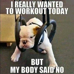 Learn the difference between muscle soreness and an injury. | 28 Things Anyone… Fitness Memes, Funny Fitness, Funny Dog Memes, Workout Memes, Funny Animal Jokes, Gym Humor, A Gym, Funny Animal Memes, Workout Humor