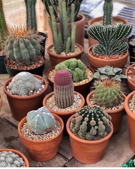 Types Of Cactus Plants, Pocket Garden, Cactus Types, Plants Are Friends, Inside Plants, Succulent Gardening, Succulents Indoor, Plant Aesthetic, Succulent Terrarium