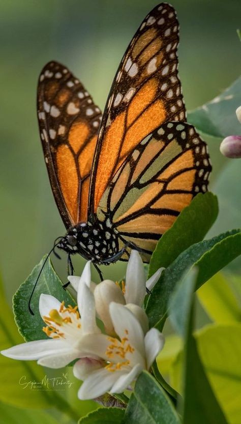 Eye Perspective, Origami Butterflies, Unique Origami, Beautiful Butterfly Pictures, Beautiful Butterfly Photography, Butterfly Artwork, Butterfly Art Painting, Butterfly Species, Folding Origami