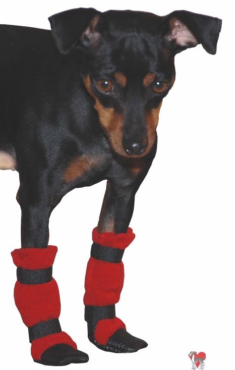 do it yourself dog boots, do it yourself dog booties Diy Dog Shoes, Italian Greyhound Rescue, Mini Pincher, Pets Stuff, Greyhound Rescue, Min Pins, Dog Booties, Dogs Stuff, Pinscher Dog