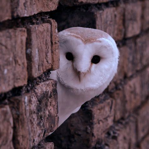 Athena Aesthetic, Harry Potter Owl, Brown Owl, Hogwarts Aesthetic, Harry Potter Aesthetic, Snowy Owl, Dark Academia Aesthetic, Barn Owl, Magical Creatures