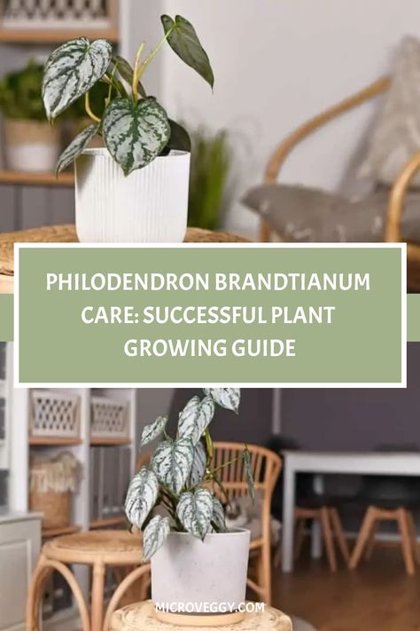 Discover expert care tips for Philodendron Brandtianum to ensure optimum growth and health for your plant. Our comprehensive guide covers all the essentials you need to create the perfect environment for your Philodendron Brandtianum to flourish. Unlock the secrets to successful plant care with our informative article today! Philodendron Brandtianum, Air Layering, Scale Insects, Philodendron Plant, Spider Mites, Plant Growing, Big Leaves, Neem Oil, Growing Indoors