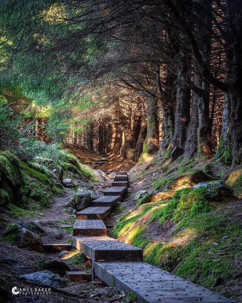 DiscoverDublin on Instagram: “Just an hours drive from Dublin, the beautiful Ballinastoe Woods in Co. Wicklow ⠀ ⠀ Tag who you would bring here after lockdown ☺️⠀ ⠀ ⠀ ⠀…” Ireland Aesthetic, Wicklow Ireland, County Wicklow, Stairway To Heaven, Walk In The Woods, Nature Aesthetic, In The Woods, Dream Vacations, Beautiful World