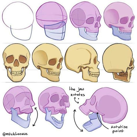 Skull Reference Anatomy, Cartoon Heads, Studying Drawing, Mitch Leeuwe, Twitter Drawing, Skull Anatomy, Skull Reference, Skeleton Drawings, 얼굴 드로잉