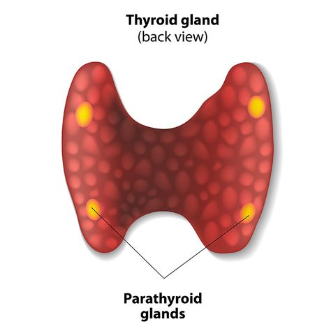 Parathyroid Gland, Nursing Wallpaper, Nose Picking, Blood Sugar Diet, Skin Natural Remedies, Human Body Systems, Thyroid Gland, Back Pain Exercises, Thyroid Health