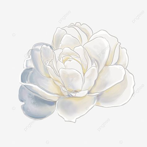 flowers,white,elegant,realistic,hand painted,white camellia White Camellia Aesthetic, Camelia Tattoo Design, Camellia Flower Sketch, Camellia Flower Painting, White Flowers Aesthetic Drawing, Camellia Flower Illustration, How To Paint White Flowers, Camelia Drawing, Watercolor White Flowers